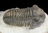 Gerastos Trilobite Fossil - Morocco #52110-1